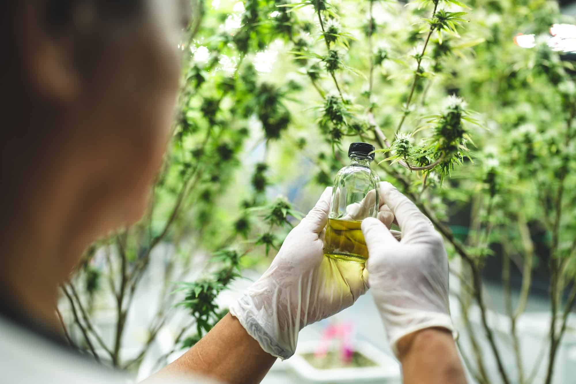 CBD : Avantages, inconvénients et effets sur la santé